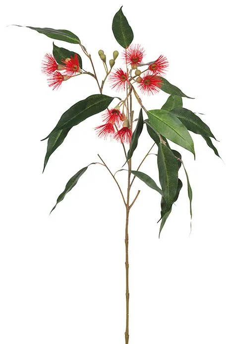 Konstväxt Eucalyptus, grön